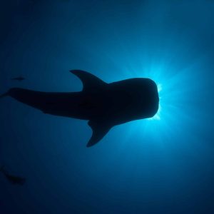 Shmulik Blum whalesharks_shmulik__bloom_j.jpg