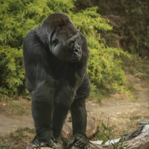A vertical shot of a giant gorilla standing on all fours in a forest